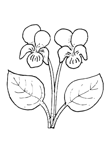 Violet Flower Coloring Page